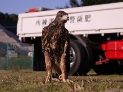 画像1: 鷹の目ミホーク！？【ハリスホーク】