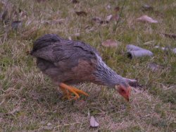 画像1: 今日の一枚！「鶉矮鶏」♀