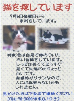 画像1: 猫を探しています（迷子）