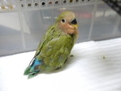 画像1: コザクラインコ　が仲間入りしました。