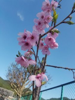 画像1: 桜【陽光桜】