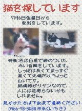 画像: 猫を探しています（迷子）