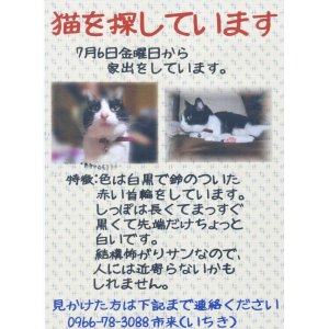 画像: 猫を探しています（迷子）