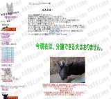 画像: 成犬分譲！