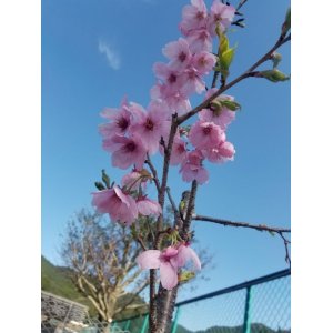 画像: 桜【陽光桜】