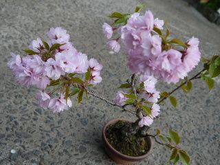 画像: 盆栽”桜”