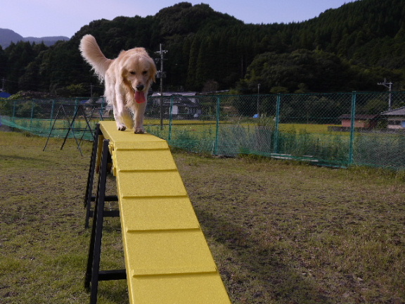 画像: 今日の一枚！　ピース　くん