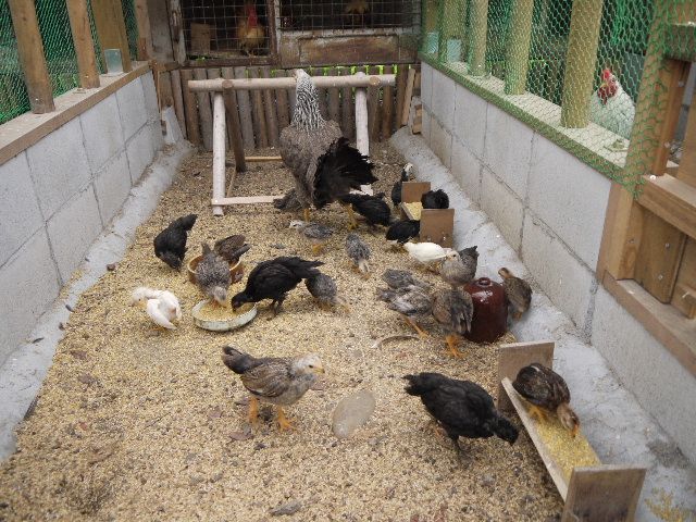 画像: 今日の一枚！ヒナを小屋へ移動！No2