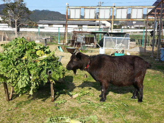 画像1: 今日の　ちゑ