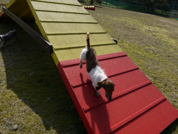 画像: 今日の一枚！ぐっさん、アジリティー