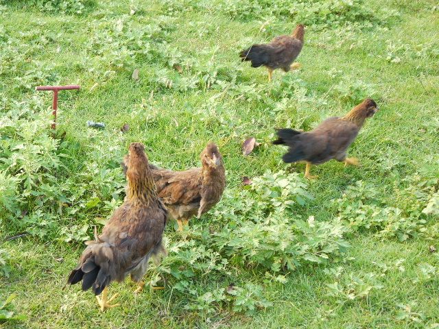 画像: 地頭鶏ちゃんちょっと成長しました。