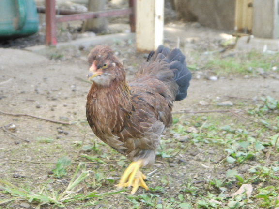 画像: 地頭鶏ちゃん♀のみ