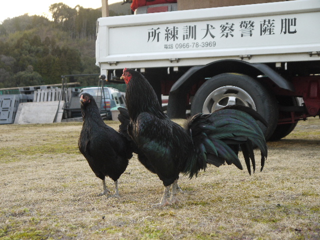 画像: 薩摩鶏【総黒】