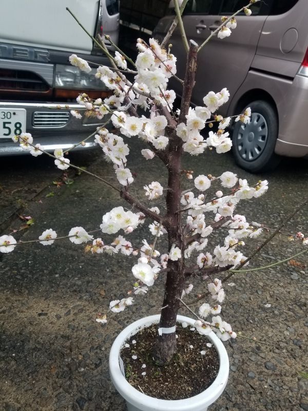 画像: 花梅【思いのまま】