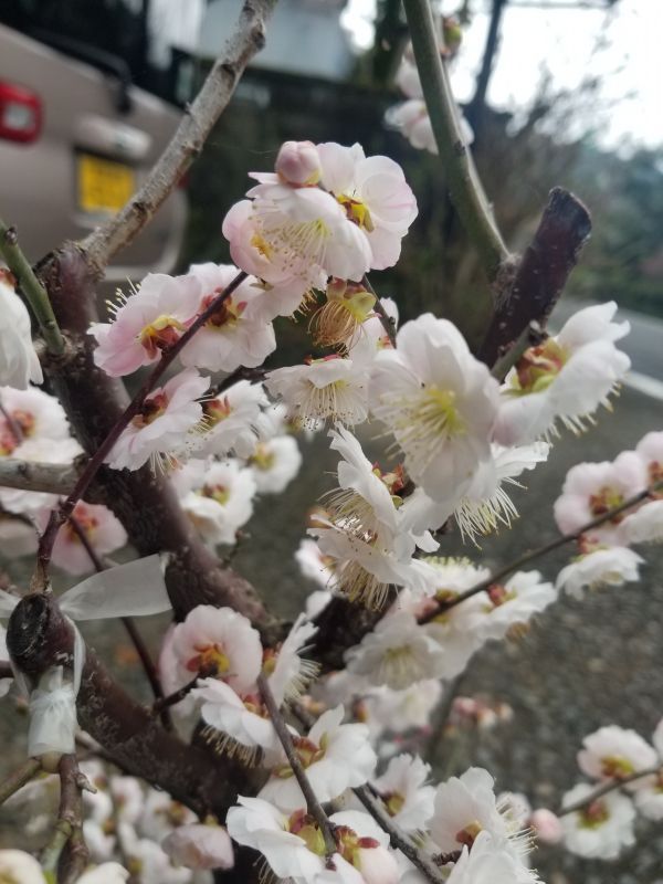 画像: 花梅【思いのまま】