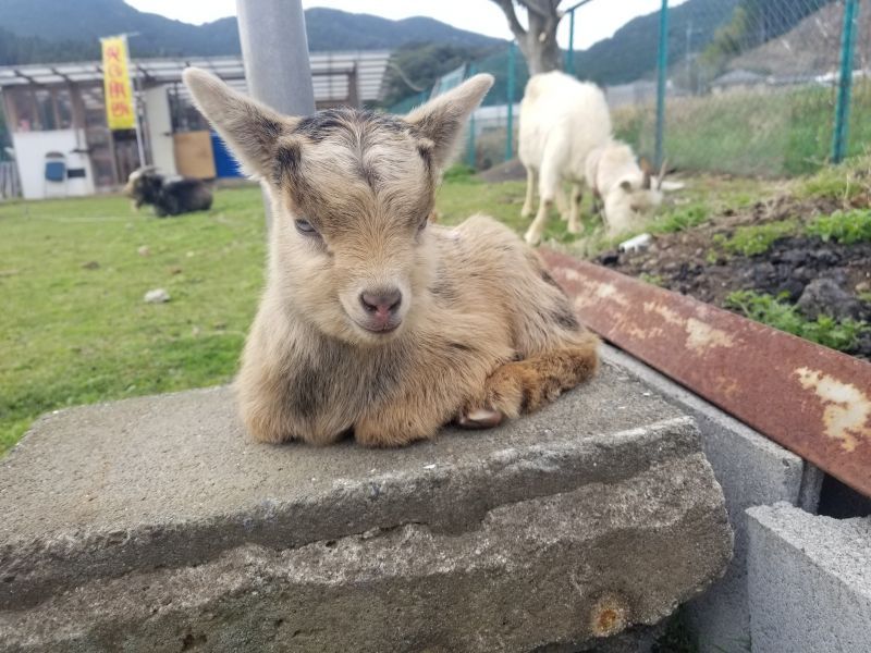 画像: 仔ヤギ産まれました（トカラヤギ♂♀）