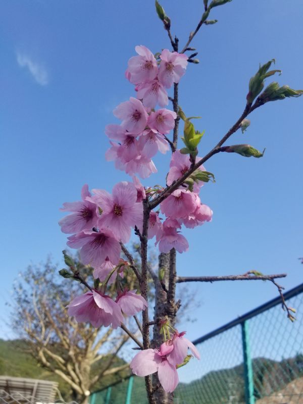 画像: 桜【陽光桜】