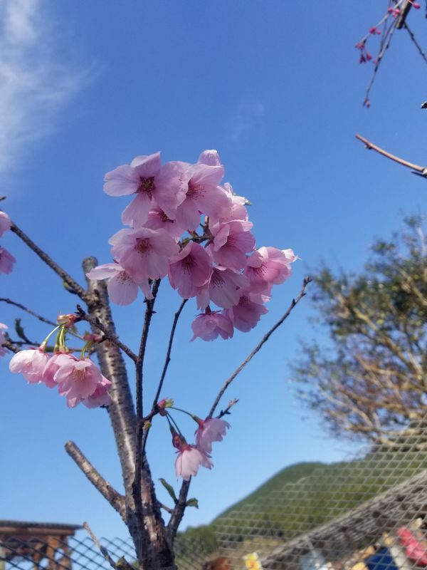 画像: 桜【陽光桜】