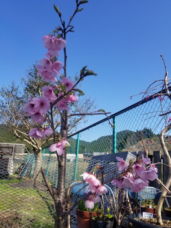 画像: 桜【陽光桜】