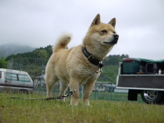 画像: 今日の一枚！「コナン」君！