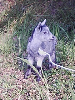 画像: トカラヤギ１代目！「ブルー♀」