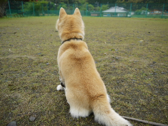 画像: 今日の一枚！「コナン」君！