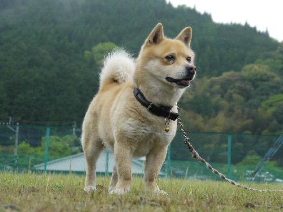 画像1: 今日の一枚！「コナン」君！