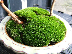 画像: 今日の一枚！「ボケの花（木）」