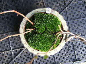 画像: 今日の一枚！「ボケの花（木）」