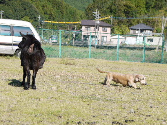 画像: 今日の一枚「ワイヤーダックス」♂じちゃん♂